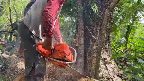 Old trembesi tree Vs Husqvarna 3120xp & Husqvarna 395xp.