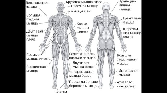 § 10 Строение и функции скелетных мышц смотреть онлайн