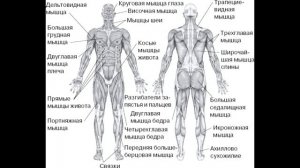 § 10 Строение и функции скелетных  мышц