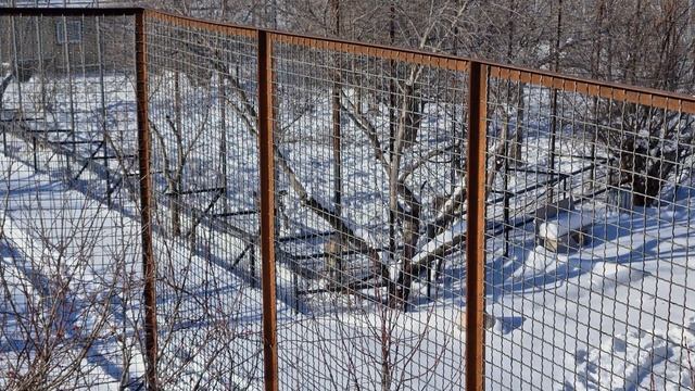 Тиграм по нраву настоящая зима! Тайган смотреть онлайн