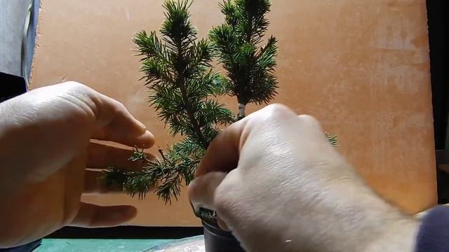 Первичное формирование ели из ТЦ.Эпизод 2.