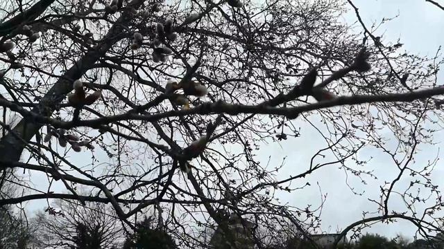 Верба (котики). Новое открытие смотреть онлайн