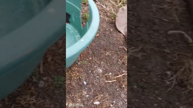 Каких размеров бывает живец для щуки смотреть онлайн