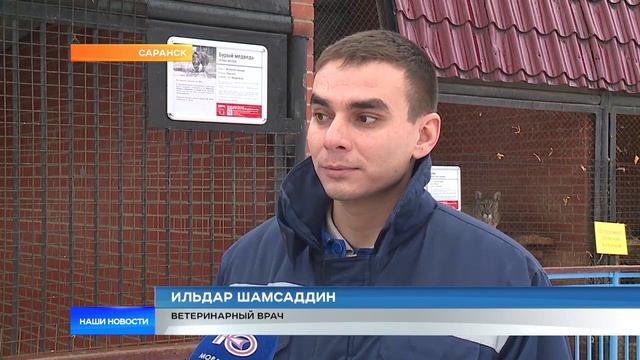 Медведи в зоопарке уснули, не дождавшись морозов смотреть онлайн