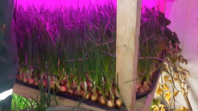 Вирізка пробної посадки пера цибулі смотреть онлайн