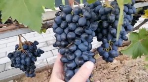 Виноград сорта "Чарли" сезон 2021
