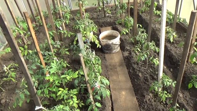 Помидор в теплице - сорта, уход и удобрения смотреть онлайн