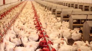 Цвет желтка куриного яйца указывает на пользу яиц, не все яйца полезны