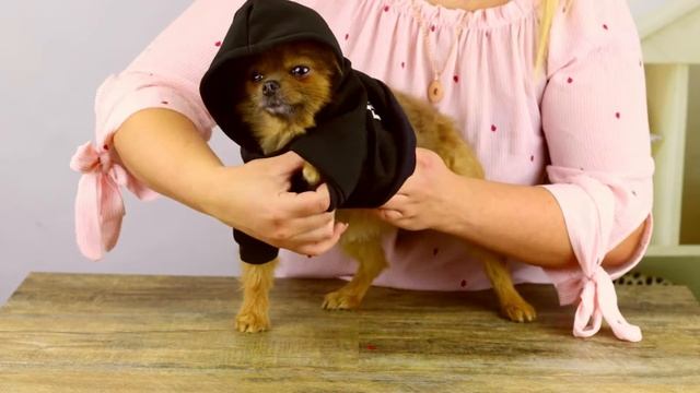 Кофта-толстовка для собаки "The Dog Face" с капюшоном смотреть онлайн