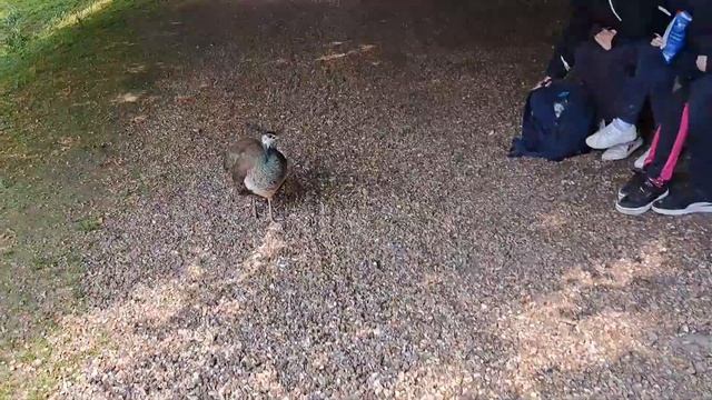 Ещё одно сказочное место. Средневековый замок (заповедник) Нормандия. Франция. смотреть онлайн