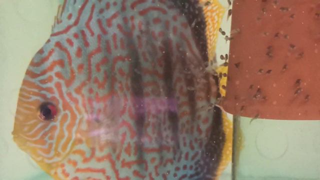 меченосцы рулят))) привет из Одессы)) смотреть онлайн