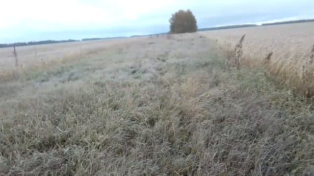 охота на барсука, кп 250 возле туалета... смотреть онлайн