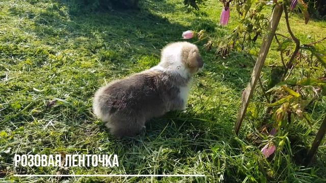 Первая прогулка малышки с розовой ленточкой из Т-помета питомника 