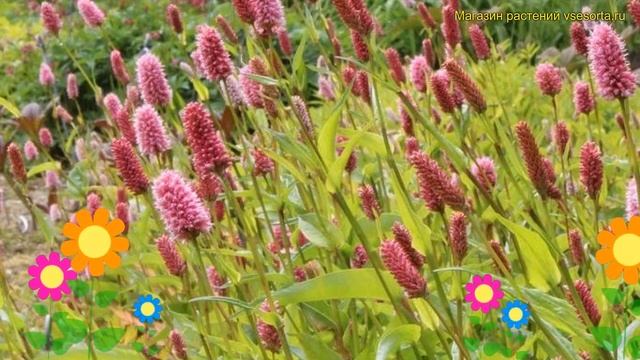 Персикария/горец змеиный. Краткий обзор, описание характеристик persicaria bistorta смотреть онлайн
