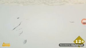 Свидетельство о регистрации и заставка В гостях у сказки (Детский мир, 22.05.2021)