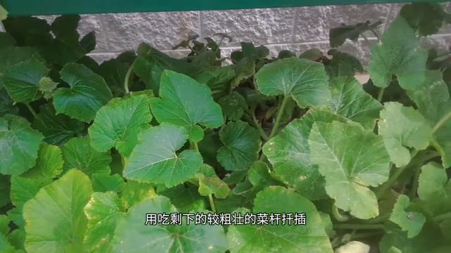 六月种什么?一年中种菜的重要月份!What to plant in June? смотреть онлайн