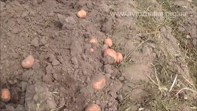Мотоблок - копка картофеля самодельной копалкой смотреть онлайн