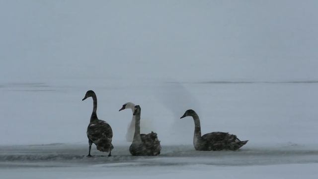 На озере Шарташ холодает, а лебеди не улетают#екатеринбург смотреть онлайн