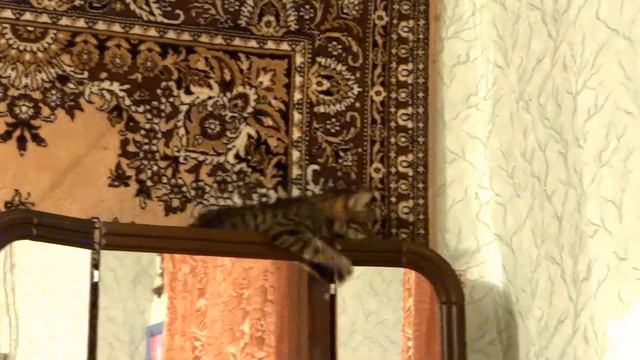 Приколы с котами ТОП - подборка 2017 Funny Cats смотреть онлайн