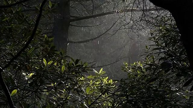 10 минут расслабляющей музыки со звуками дождя смотреть онлайн