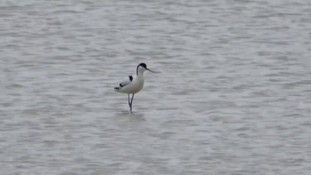 шилоклювки смотреть онлайн