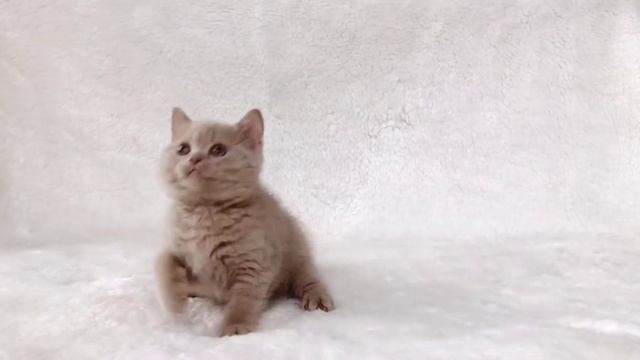 Скоттиш страйт. Окрас фавн смотреть онлайн