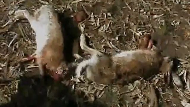 wingshooting argentina смотреть онлайн