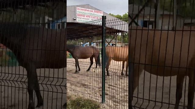 Лошади в Poney Club Chatou в пригороде Парижа смотреть онлайн