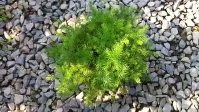 Selaginella species смотреть онлайн