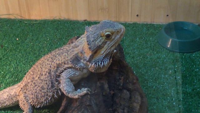 Зоопарк в Костроме смотреть онлайн