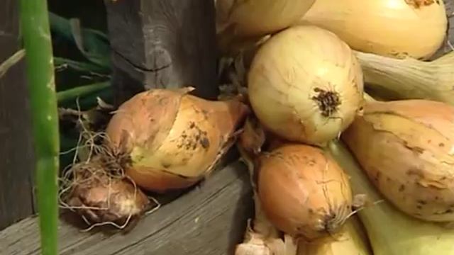 Советы тети Тани. Сушка лука смотреть онлайн