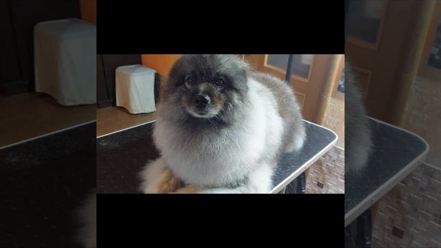 груминг кеесхонда смотреть онлайн