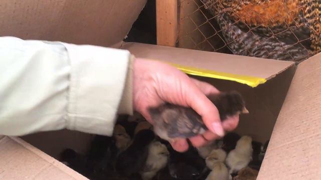 Голуби . Выставка. Кемерово смотреть онлайн