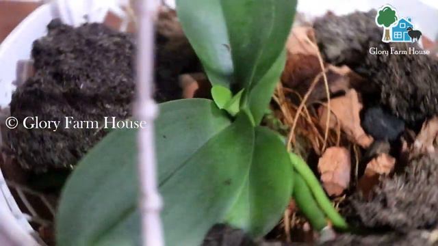 ഓർക്കിഡ് ചെടികളുടെ വേനൽക്കാല പരിചരണം | Orchid Care in Summer Season смотреть онлайн