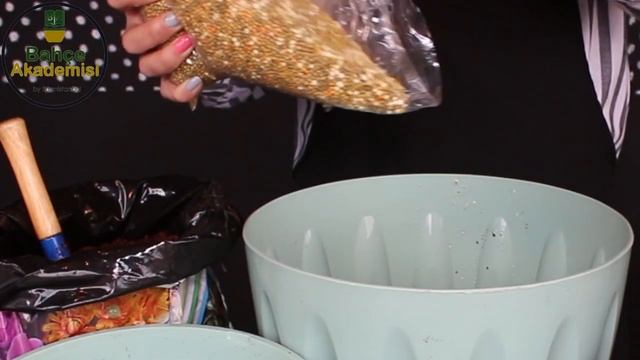 Areka Chrysalidocarpus bakımı nasıl yapılır ? смотреть онлайн