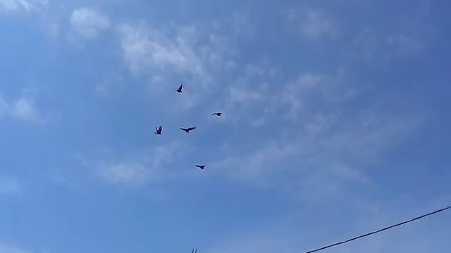 Артамоны голуби. смотреть онлайн