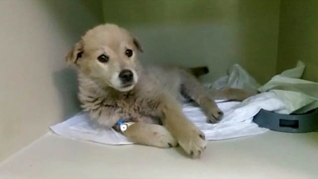 3 дня песик лежал на улице под трубой. Надежды на спасение не было... смотреть онлайн