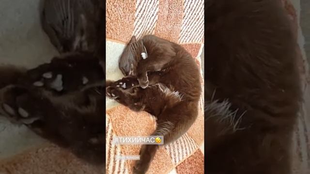 Мексика дома смотреть онлайн