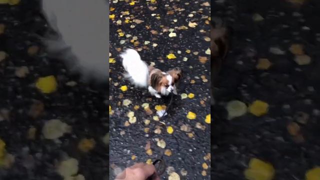 Папийон. Лакшери Фаворит. #папильон #papillondog #папийон смотреть онлайн