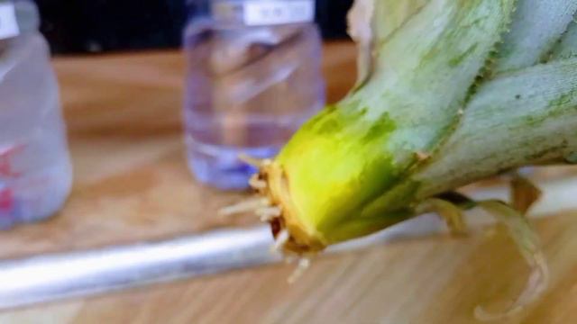 This is the real reason you can't grow plants in coca cola смотреть онлайн