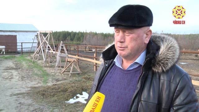 Фермер из Комсомольского района развивает семейное животноводческое хозяйство смотреть онлайн