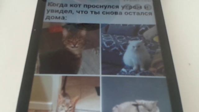 А у кого есть кот ставь лайк смотреть онлайн