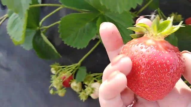 #КЛУБНИКА. КАК УБЕРЕЧЬ ОТ ПТИЦ ТАКОЙ УРОЖАЙ. смотреть онлайн