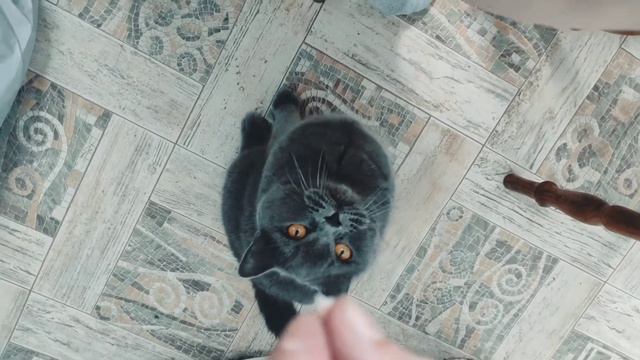 British shorthair Simba is crazy about shrimps. Британский кот любит креветки. смотреть онлайн