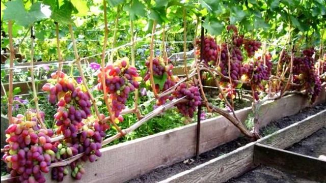 ВИНОГРАД - РИЗАМАТ смотреть онлайн