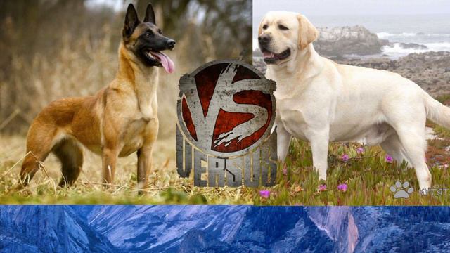 Малинуа против Лабрадора//Animals Battle//Кто победит???// смотреть онлайн