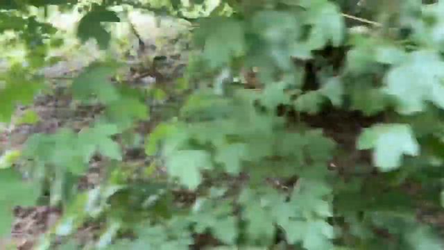 Cocker spaniel Oscar|/Walks/|Кокер спаниель/|Valentyna life смотреть онлайн