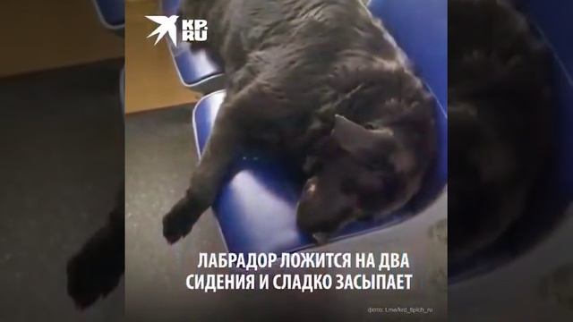 Краснодарский Хатико