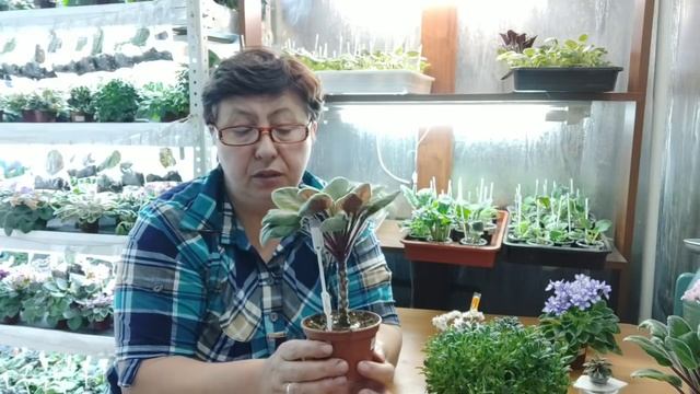 Домашняя оранжерея.Фиалка-пальма !Такого вы еще не видели! смотреть онлайн