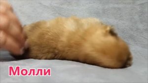 ? КОГДА щенки ОТКРЫВАЮТ глаза. Щенкам Шпица 2 недели